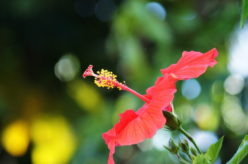 火紅的扶桑花圖片