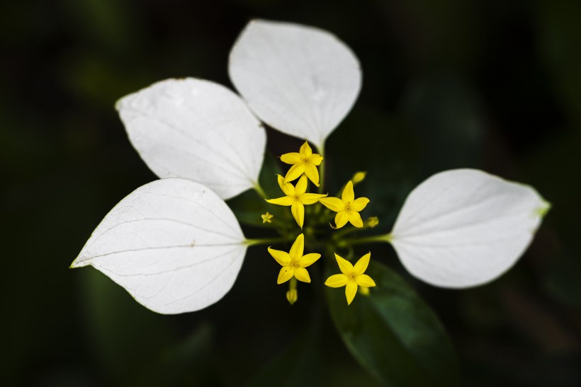 白紙扇花圖片