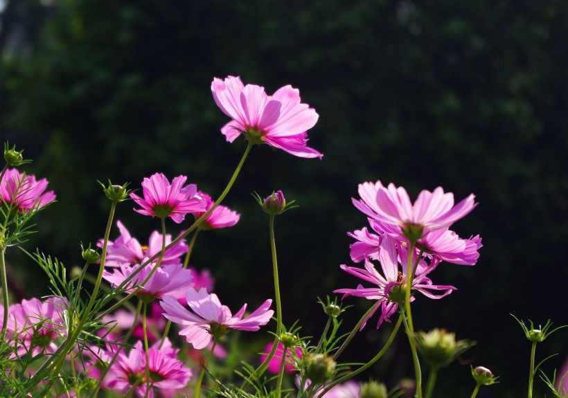 格桑花圖片