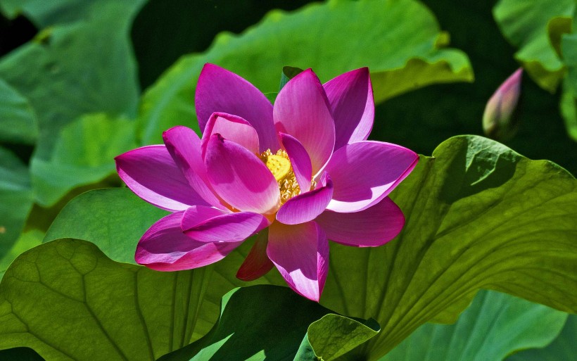 紫竹院公园的荷花图片