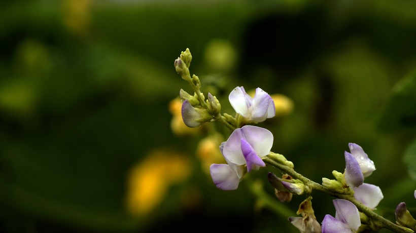 清新豆角花图片