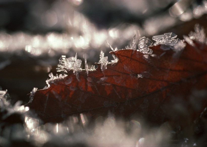 冰雪和植物图片