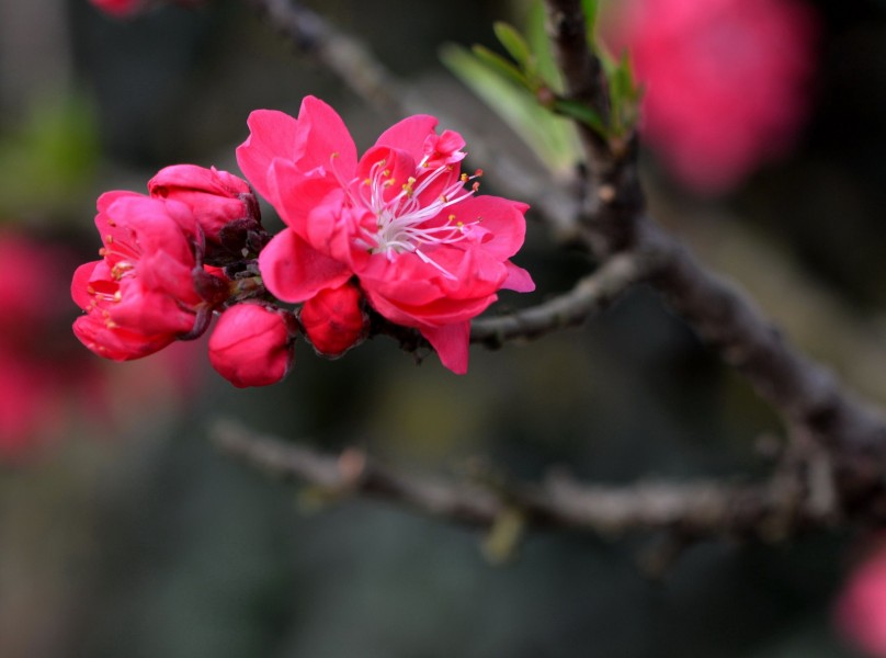 红色碧桃花图片