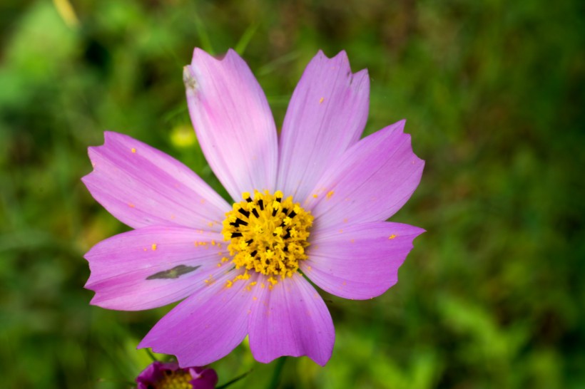 格桑花图片