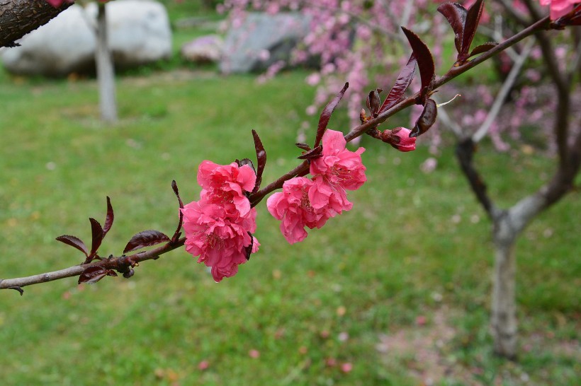 红色桃花图片