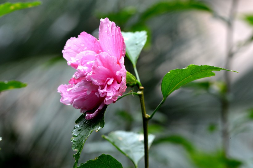 雨后木芙蓉图片