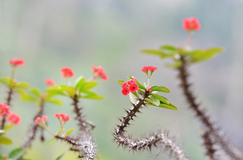 个性虎刺梅花卉图片