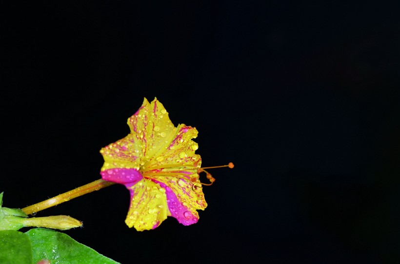 各種顏色的茉莉花圖片