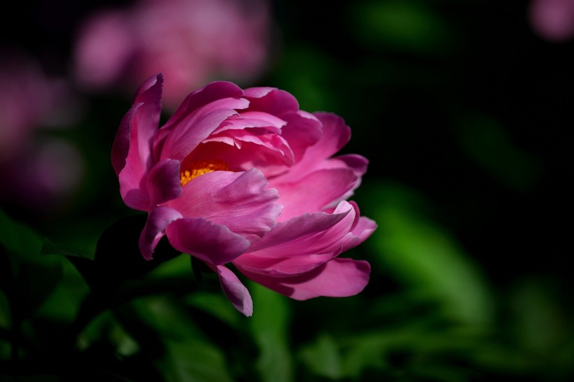 艷麗芍藥花圖片