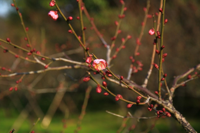 梅花图片