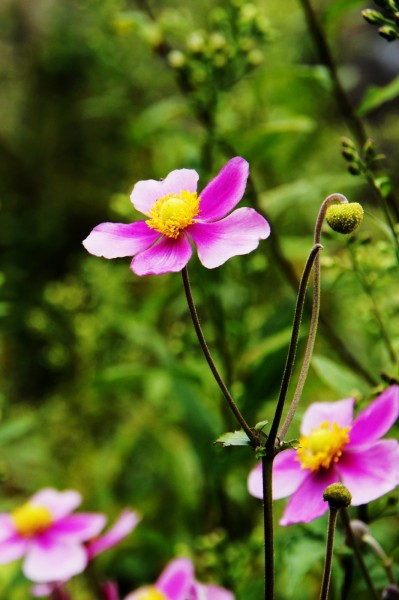 野棉花圖片