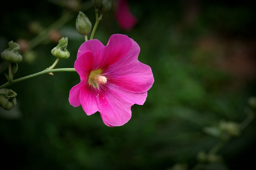 蜀葵花图片