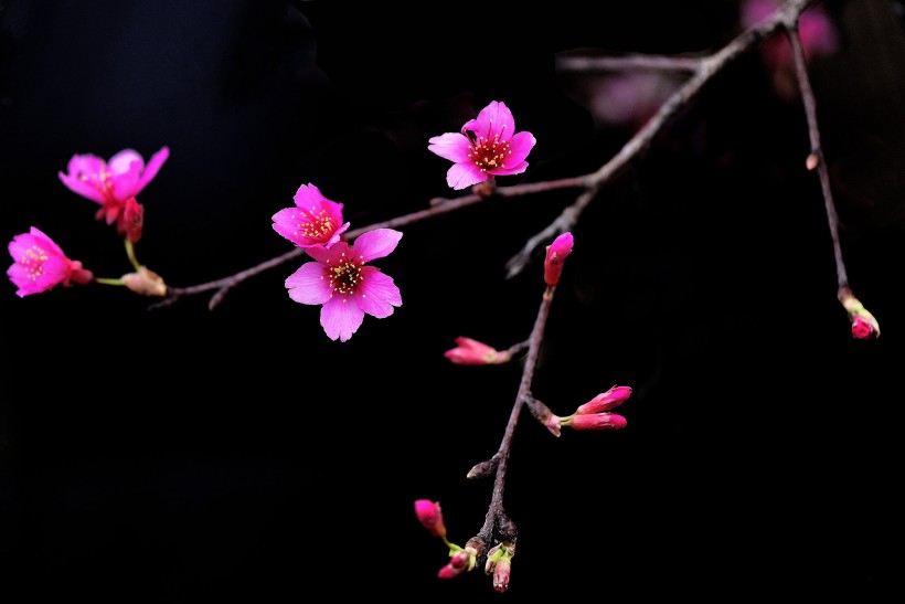 红梅花图片