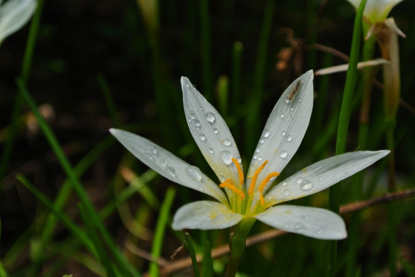 白色水仙花图片