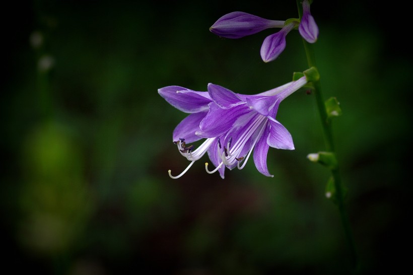 玉簪花圖片