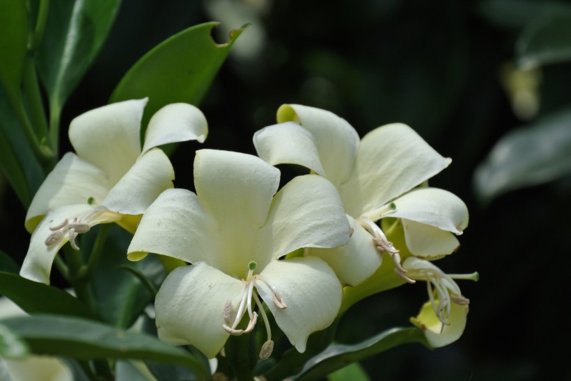 白色非洲茉莉圖片