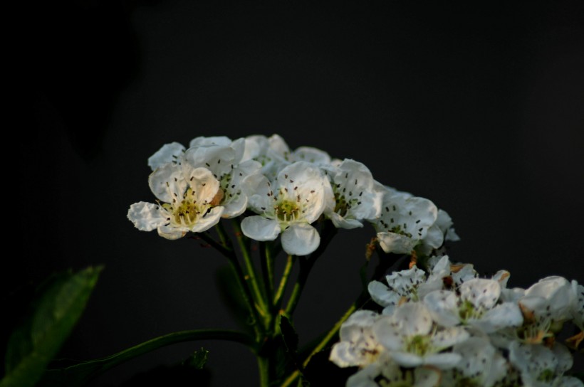 山楂花图片