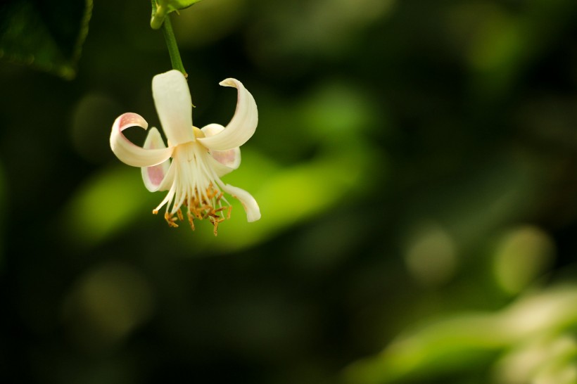 柠檬花图片