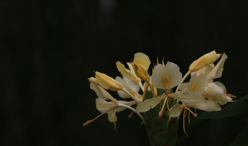 黃色姜花圖片