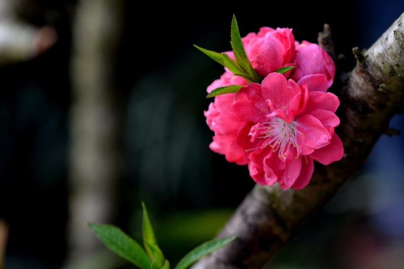 红色碧桃花图片