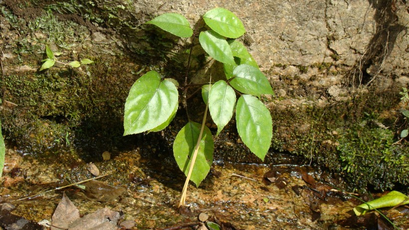 山间野草图片