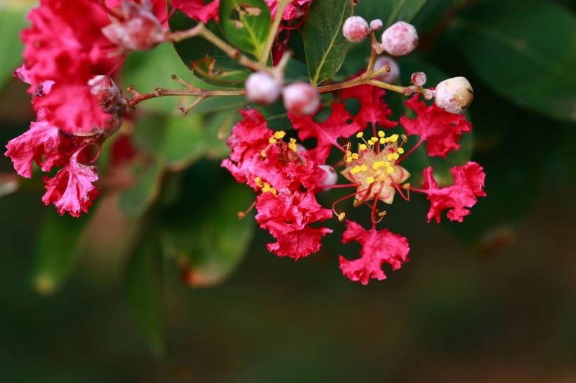 紫薇花圖片  