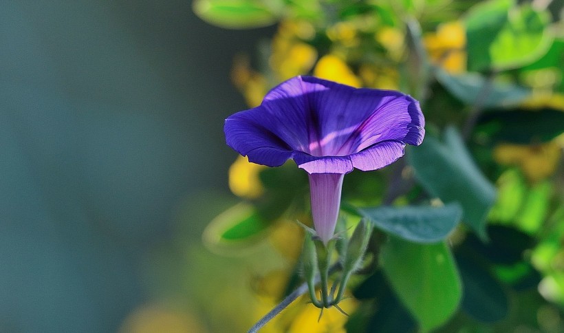 牵牛花图片