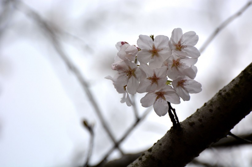 白色樱花图片