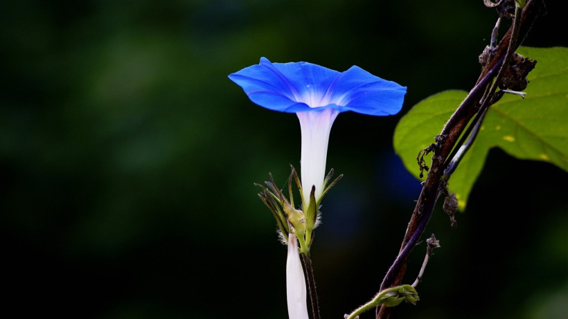 藍色牽牛花圖片