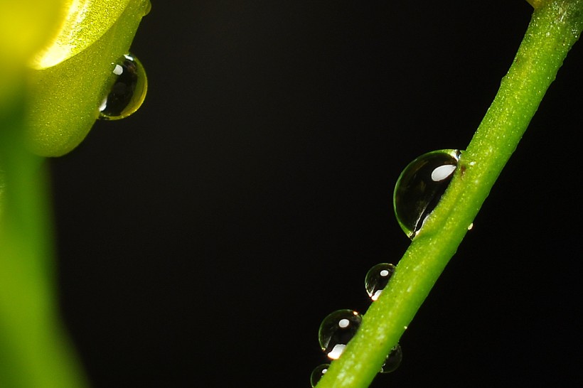 黃色的菜心花圖片