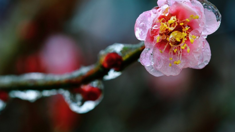 冰晶梅花图片