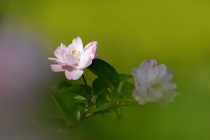 粉色海棠花图片