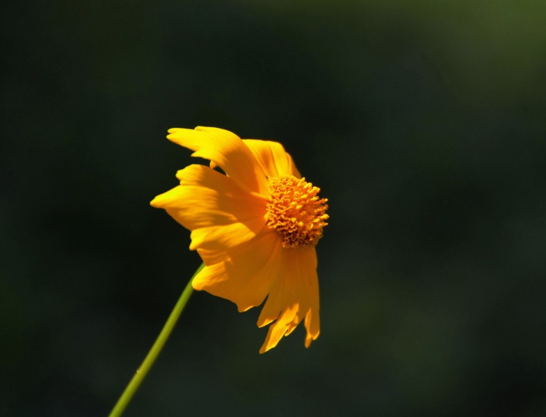 黄色金鸡菊花卉图片