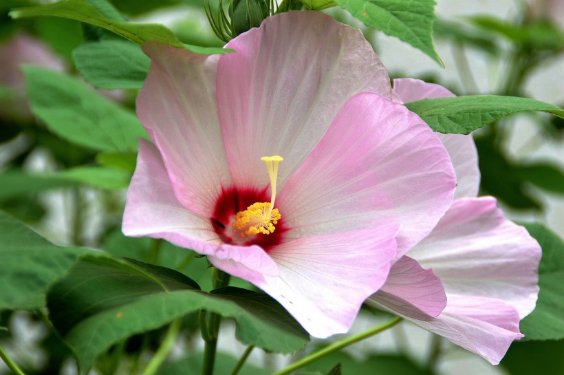 木芙蓉图片