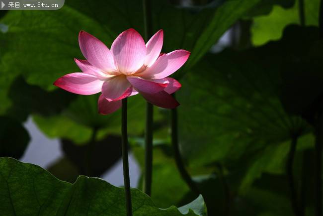 夏日池塘中的粉紅蓮花圖片