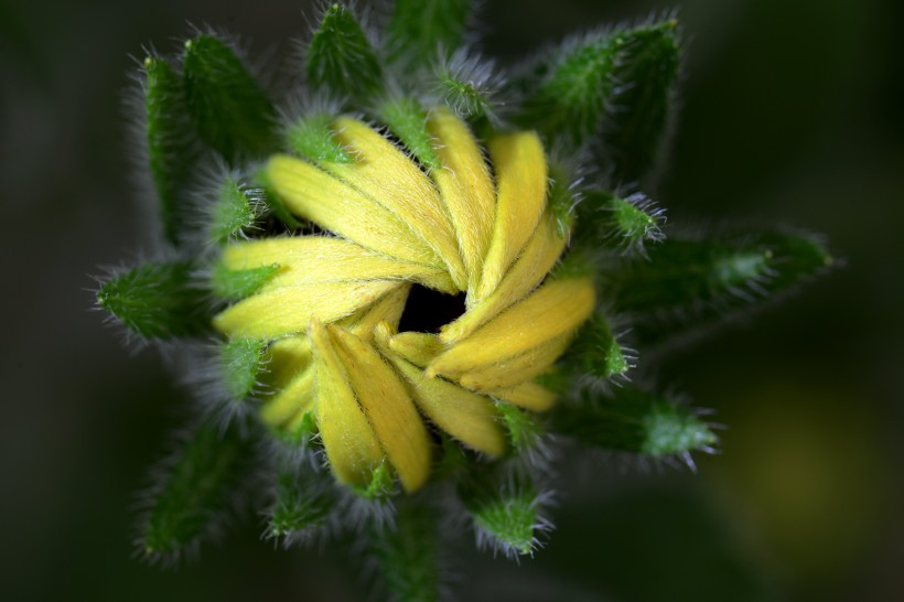 花紋葉脈圖片