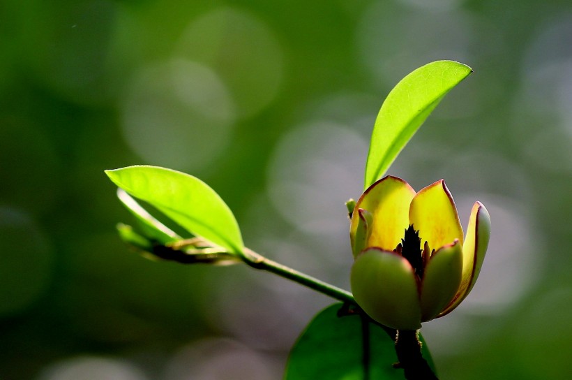 含笑花圖片 