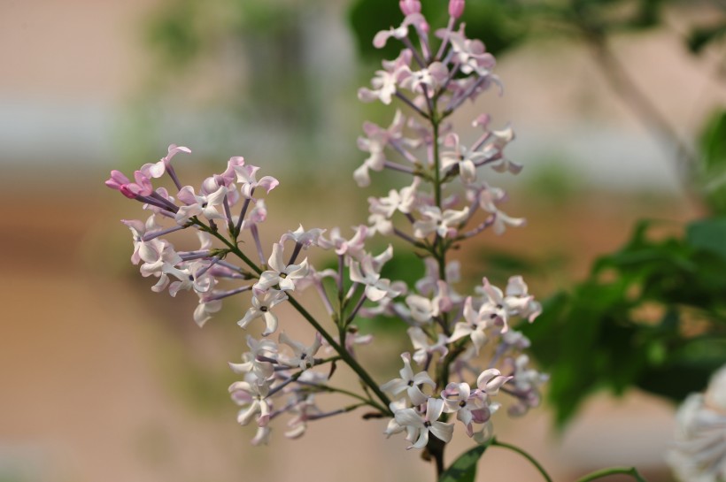 淡紫色丁香花圖片