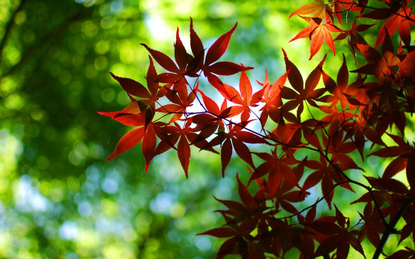 紅色、金黃色的楓葉圖片