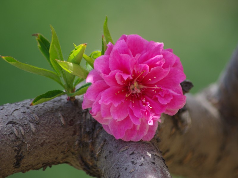 碧桃花图片