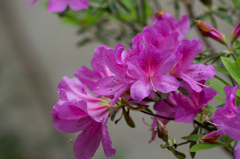 杜鵑花圖片