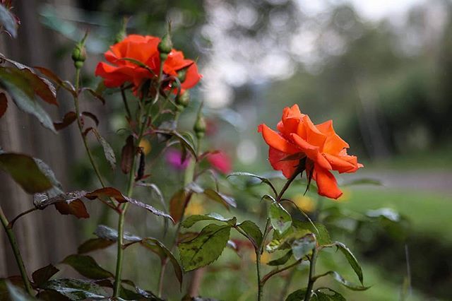 一组超唯美雨后的鲜花写真图片欣赏