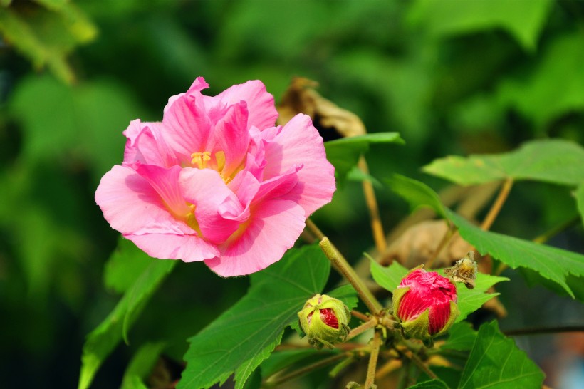 粉色木芙蓉图片  