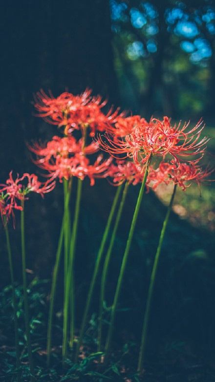 彼岸花，開一千年，落一千年，花葉永不相見