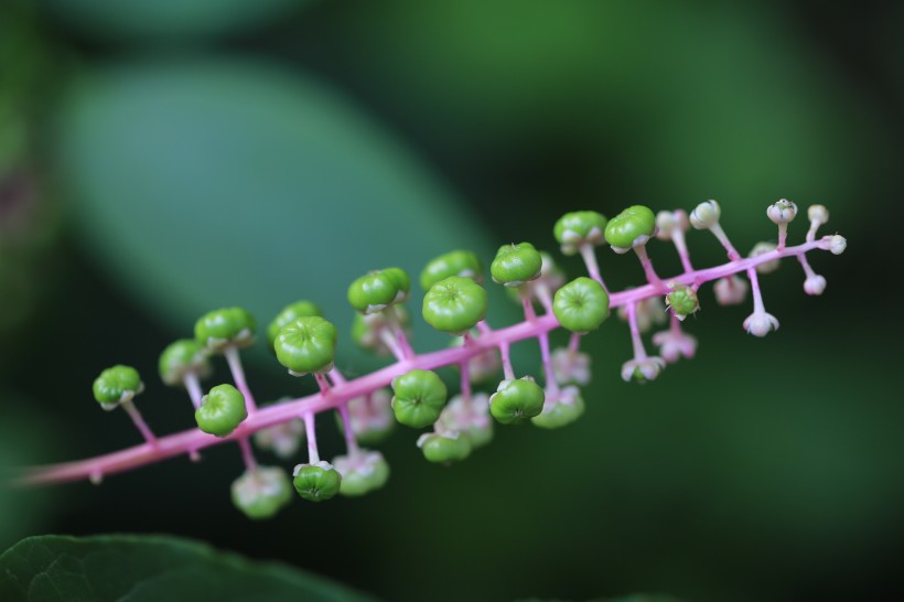 草本植物商路圖片