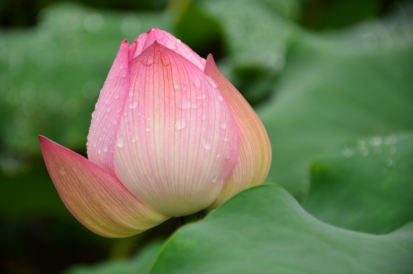 雨后荷花图片