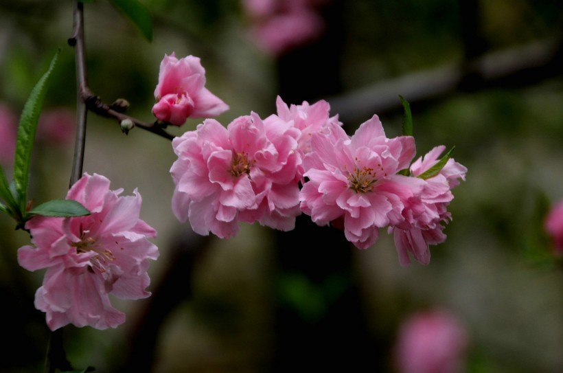 粉面桃花图片