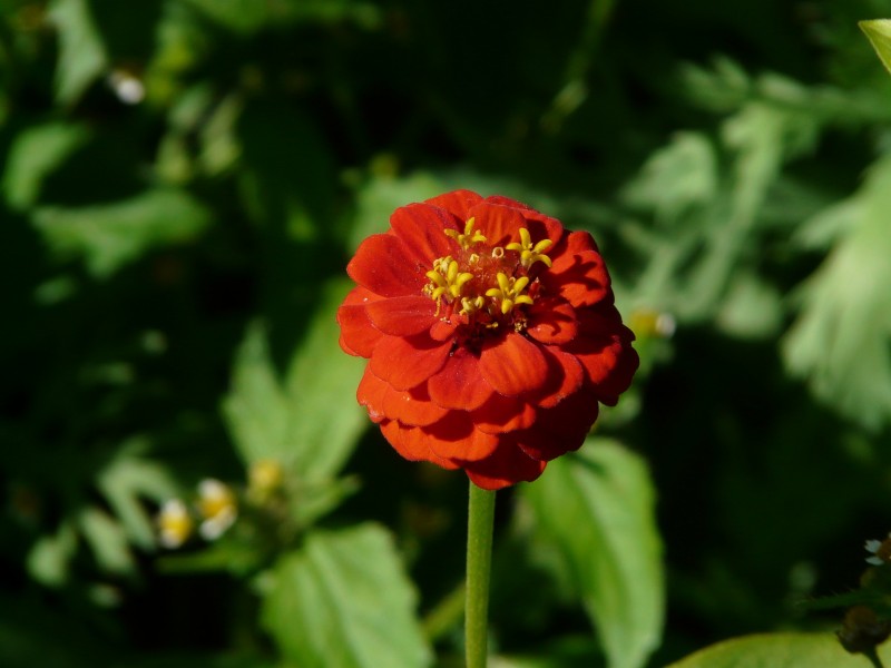 观赏植物之百日菊图片