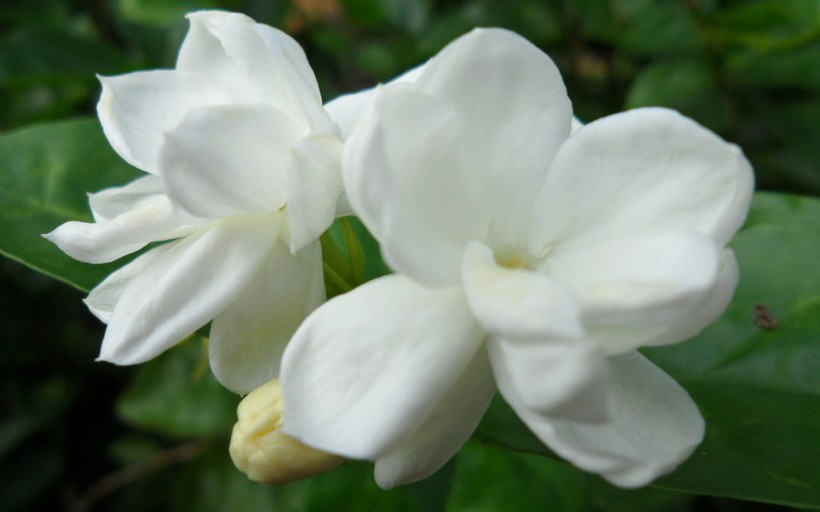 香氣濃郁的茉莉花圖片