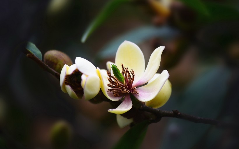 含笑花圖片